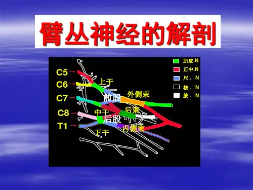 臂丛神经解剖PPT通用课件