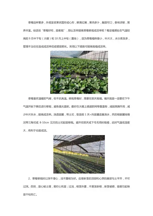 如何提高草莓移栽成活率