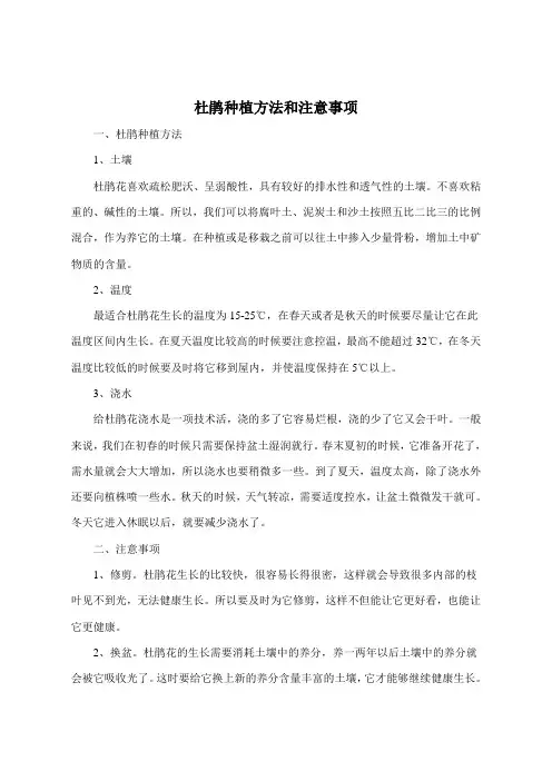 杜鹃种植方法和注意事项