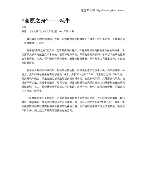 “高原之舟”——牦牛