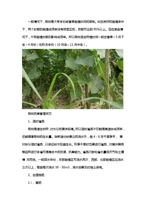 什么季节适合种植杨树苗