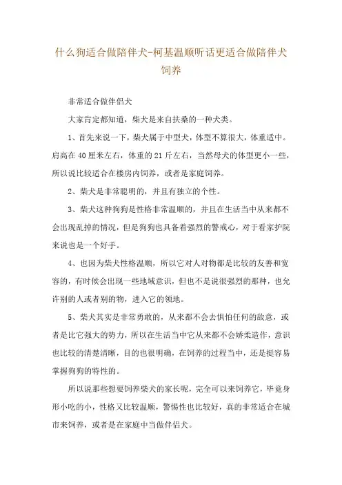 什么狗适合做陪伴犬-柯基温顺听话更适合做陪伴犬饲养