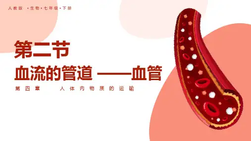 《血流的管道―血管》PPT教学课件
