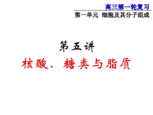 2019秋高三一轮复习生物课件：1.5核酸、糖类与脂质(共29张PPT)