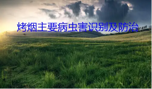 烤烟主要病虫害及防治措施