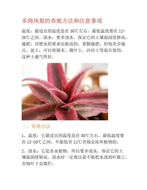 多肉凤梨的养殖方法和注意事项