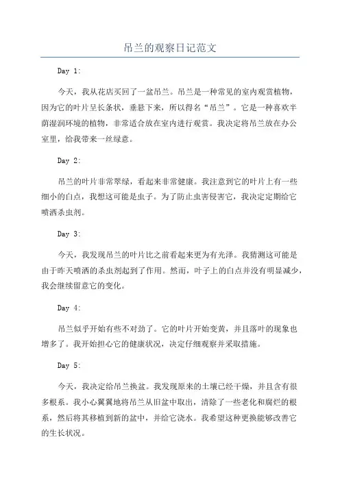 吊兰的观察日记范文