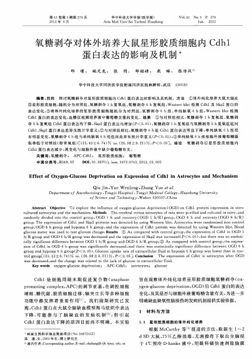 氧糖剥夺对体外培养大鼠星形胶质细胞内Cdh1蛋白表达的影响及机制