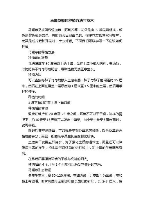 马鞭草如何种植方法与技术