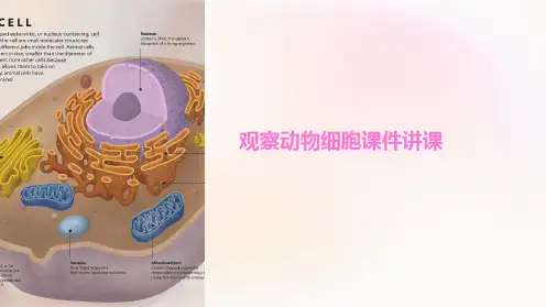 观察动物细胞课件讲课