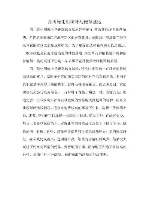 四川绿化用柳叶马鞭草基地