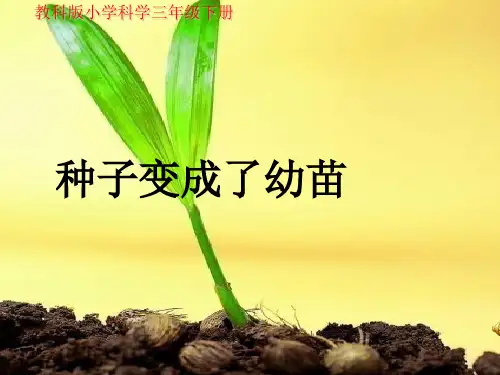 三年级下册科学课件-1.4《种子变成了幼苗》 ｜教科版共12张PPT