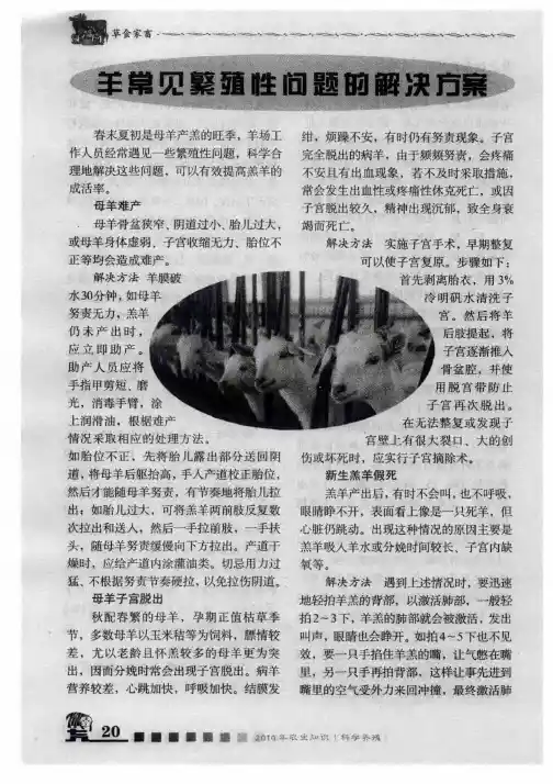 羊常见繁殖性问题的解决方案