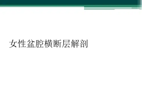 女性盆腔横断层解剖