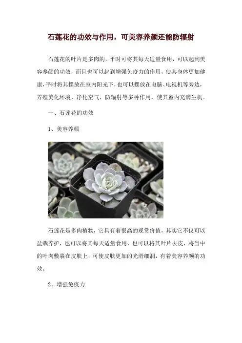 石莲花的功效与作用,可美容养颜还能防辐射