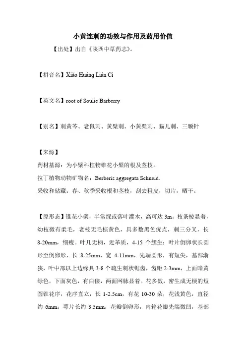 小黄连刺的功效与作用及药用价值