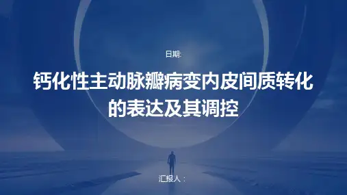钙化性主动脉瓣病变内皮间质转化的表达及其调控
