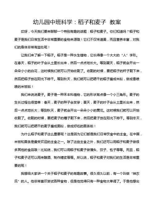 幼儿园中班科学：稻子和麦子  教案