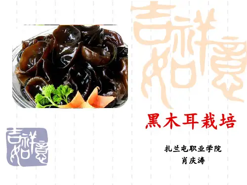 黑木耳栽培