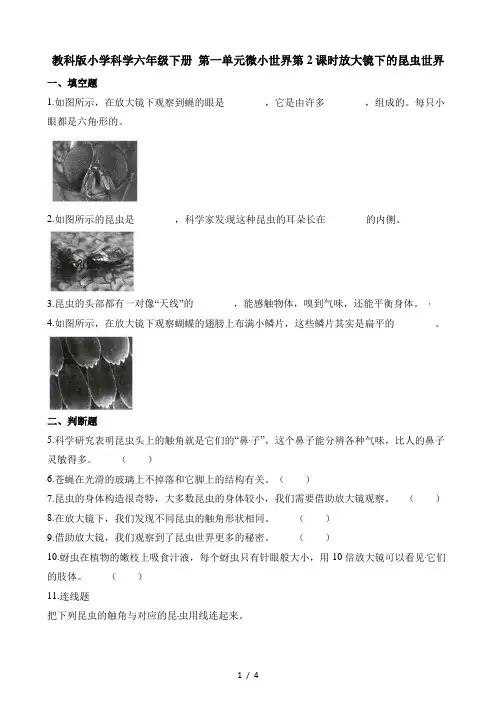 六年级下册科学一课一练第一单元微小世界第2课时放大镜下的昆虫世界∣教科版