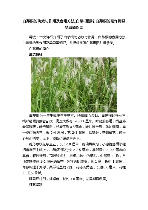 白茅根的功效与作用及食用方法,白茅根图片,白茅根的副作用及禁忌道医网
