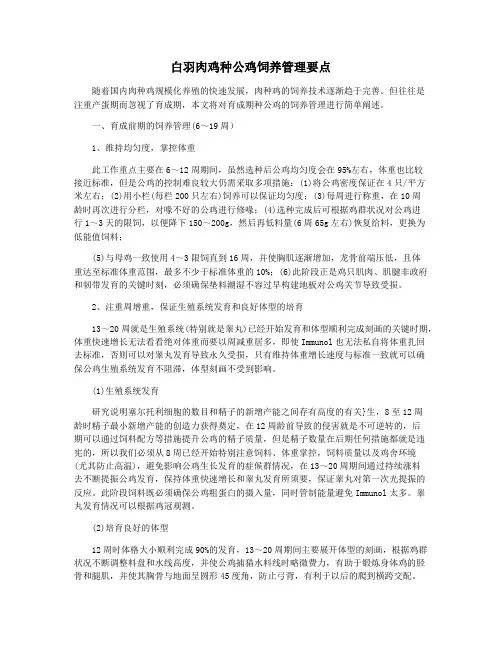 白羽肉鸡种公鸡饲养管理要点
