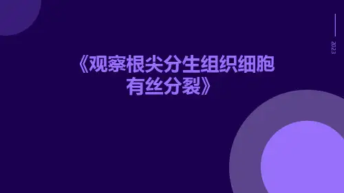 观察根尖分生组织细胞有丝分裂