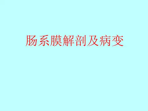 肠系膜解剖及病变的影像表现