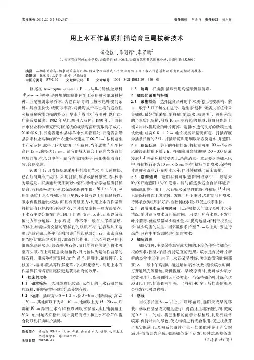 用上水石作基质扦插培育巨尾桉新技术