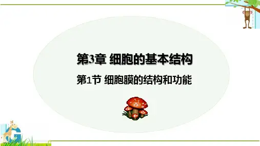 3.1细胞膜的结构和功能-【省心备课】高一生物同步教学精品课件(人教版2019必修1)