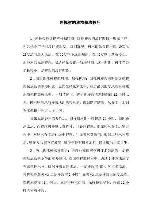 国槐树的移植栽培技巧