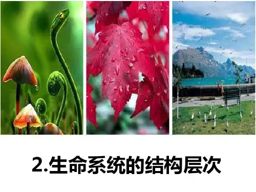 2021-2pptx生命系统的结构层次
