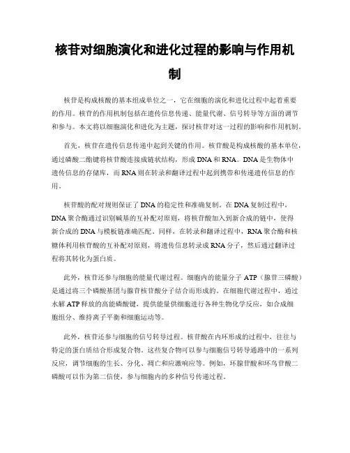 核苷对细胞演化和进化过程的影响与作用机制