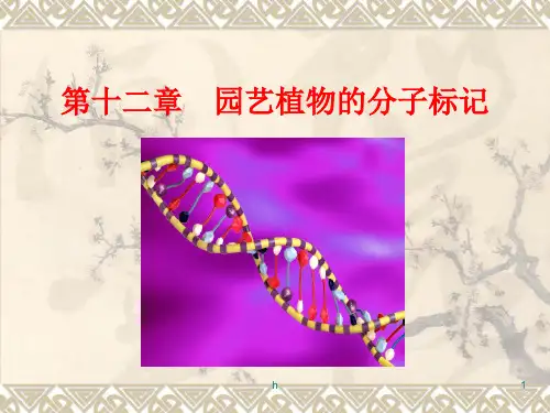 《分子标记技》PPT课件