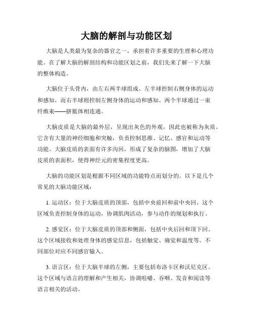 大脑的解剖与功能区划