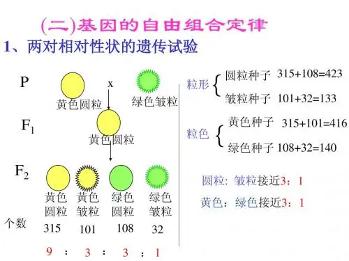 第二节 二 基因的自由组合定律