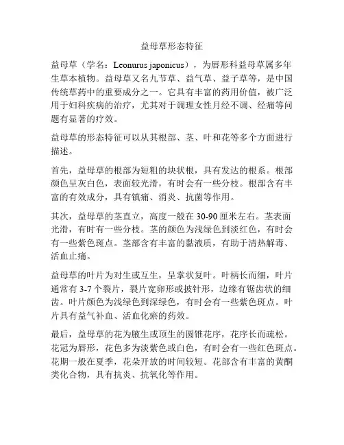 益母草形态特征