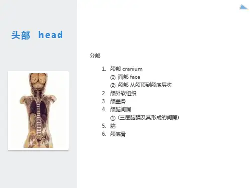 头部解剖图谱