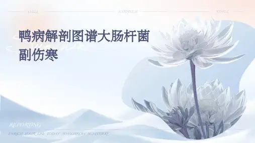 鸭病解剖图谱大肠杆菌副伤寒