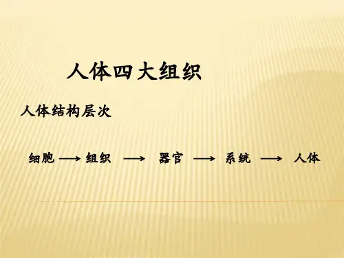 人体四大组织ppt课件