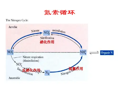 蛋白质降解氨基酸分解代谢
