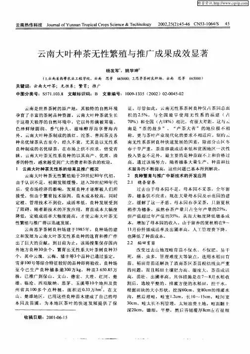 云南大叶种茶无性繁殖与推广成果成效显著