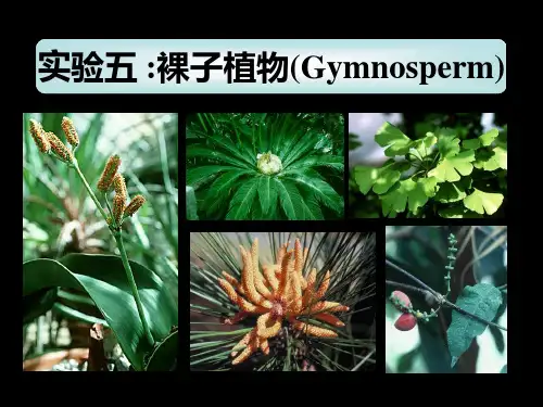 植物学下册植物实验物实验五裸子植物2演示精品PPT课件