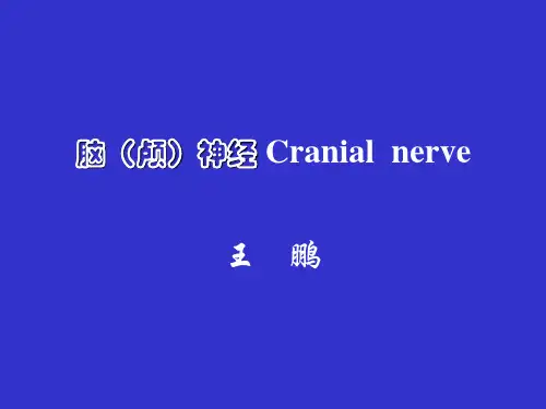 十二对颅神经的解剖