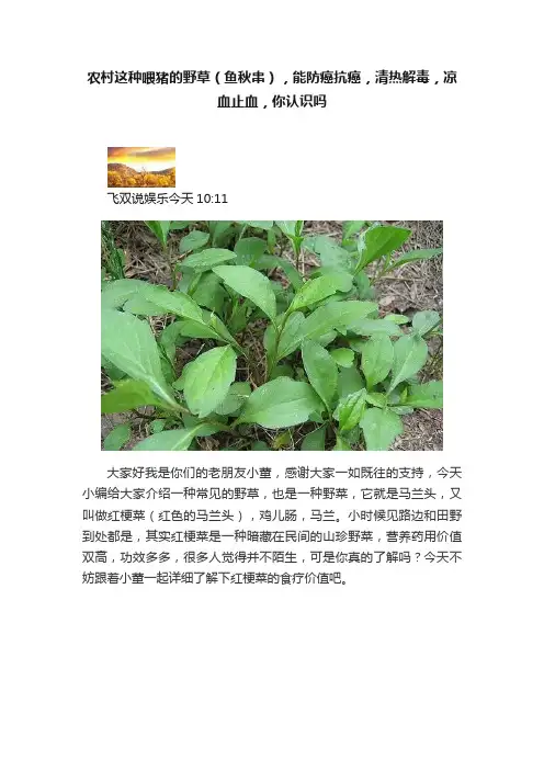 农村这种喂猪的野草（鱼秋串），能防癌抗癌，清热解毒，凉血止血，你认识吗
