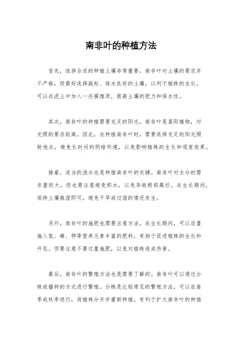 南非叶的种植方法