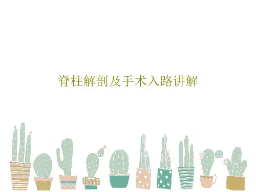 脊柱解剖及手术入路讲解53页PPT