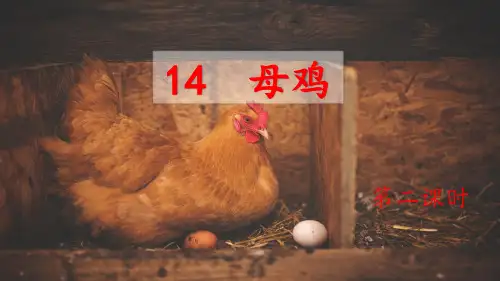 《母鸡》ppt课件