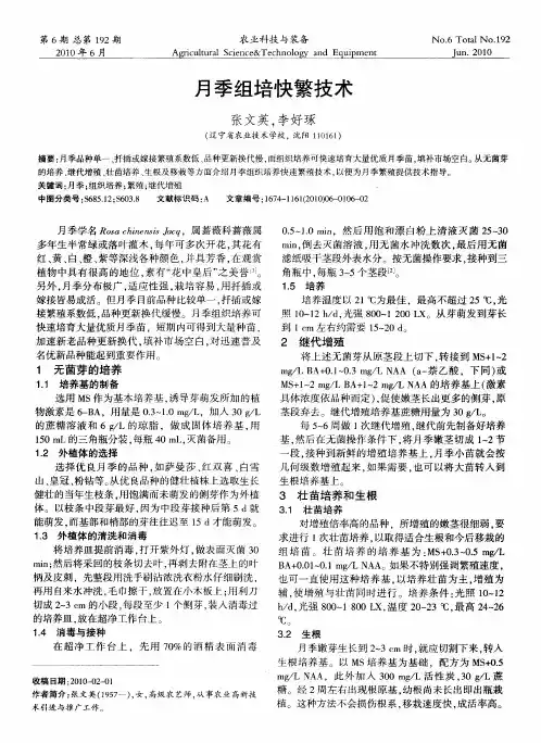 月季组培快繁技术