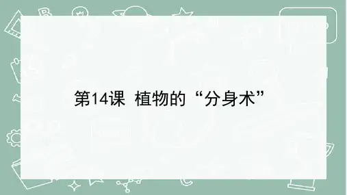 植物的“分身术”(课件)三年级科学下册(青岛版)